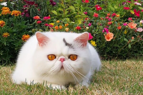 rasy kotów na wspólne wakacje