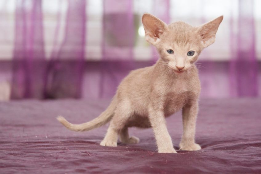 najrzadsze kocie umaszczenia