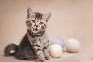 własnoręcznie zrobiona zabawka dla kota