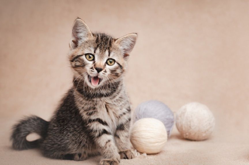 własnoręcznie zrobiona zabawka dla kota