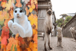 finalisci comedy pet photo awards