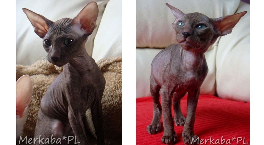 peterbald