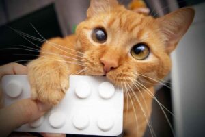 furagina dla kota (1)