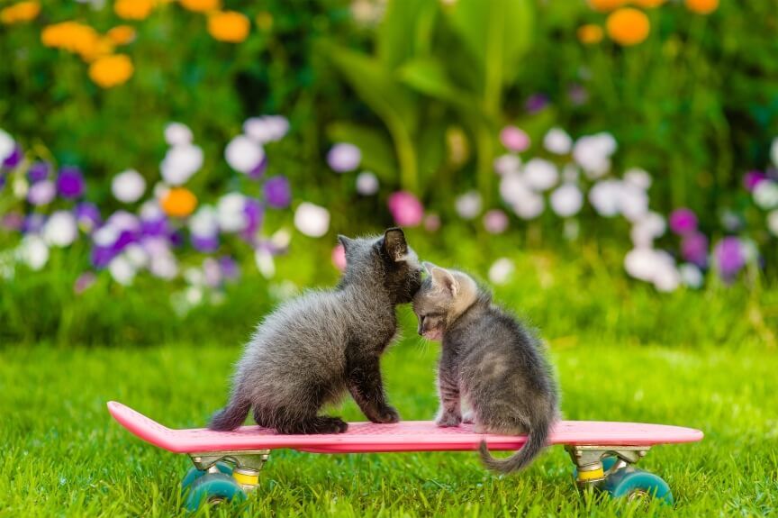 gadżety dla kotów na wiosnę