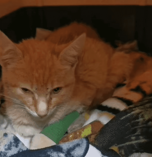 gatito la palma resucitado