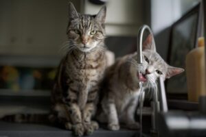 gdzie kot pije wodę