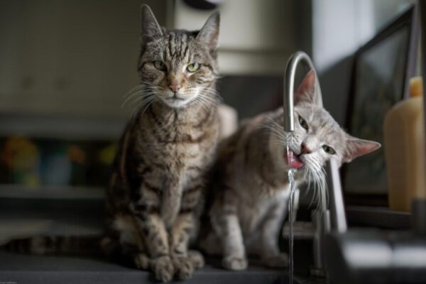 gdzie kot pije wodę