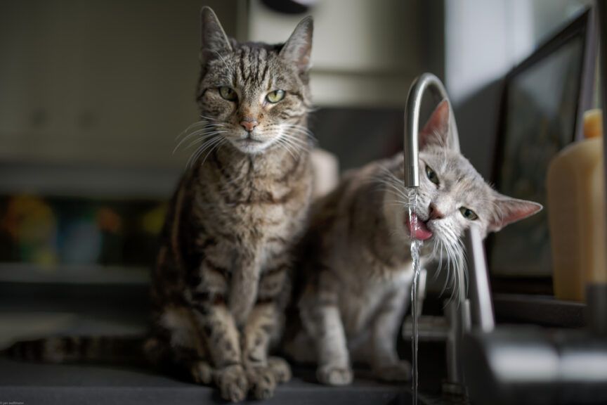 gdzie kot pije wodę