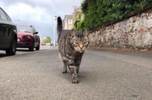 kot George podróżuje