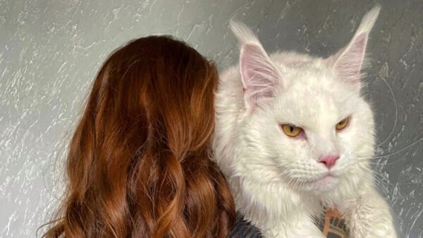 gigantyczny kot z Rosji