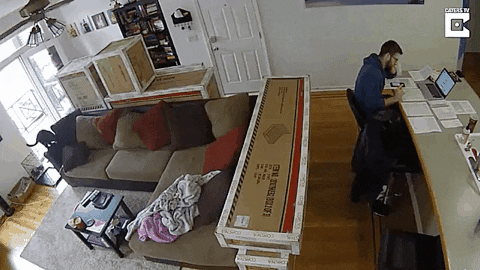 kot wskakuje na papiery