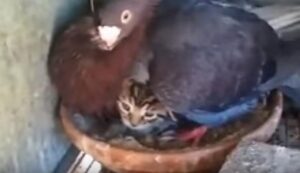 gołąb zaadoptował kota