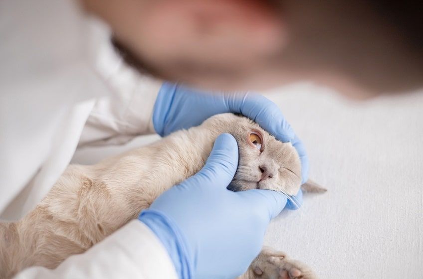 gruczoł trzeciej powieki u kota