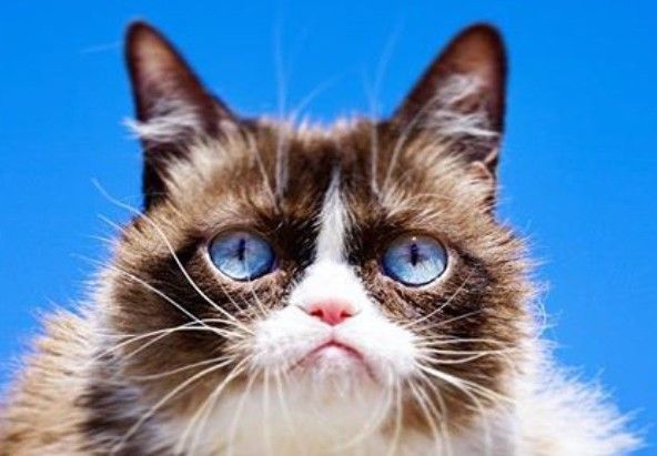 nie żyje grumpy cat