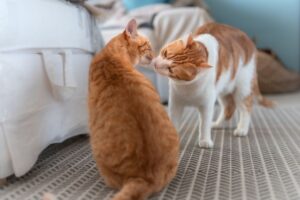 grupowy zapach kotów