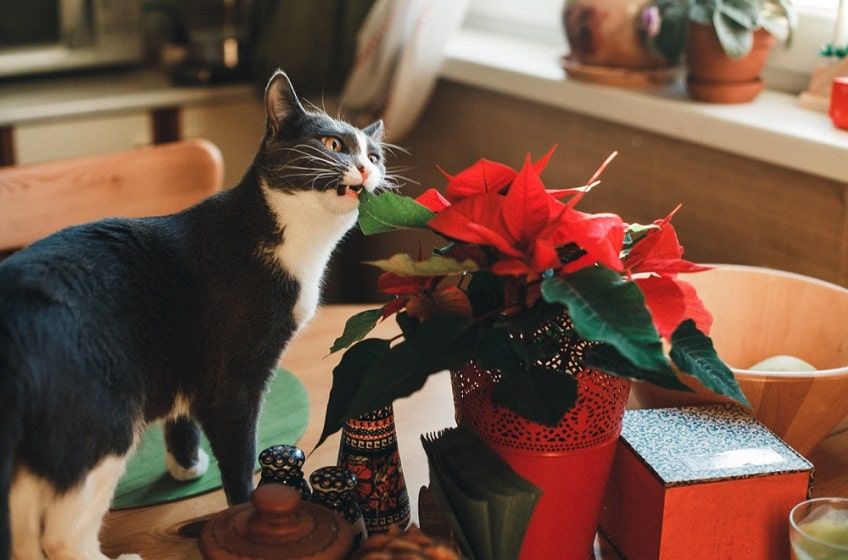 gwiazda betlejemska-min.jpg