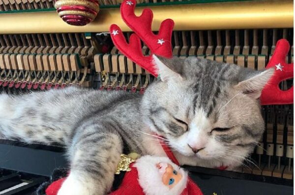 Kot leży na pianinie i zdobywa tym serca internautów? Tego chyba jeszcze nie grali. W każdym razie nie na klawiszach...