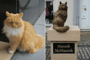 hamish the cat