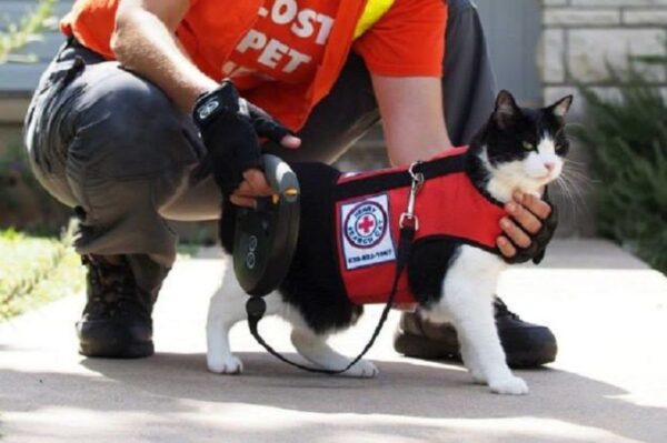 Henry - kot detektyw