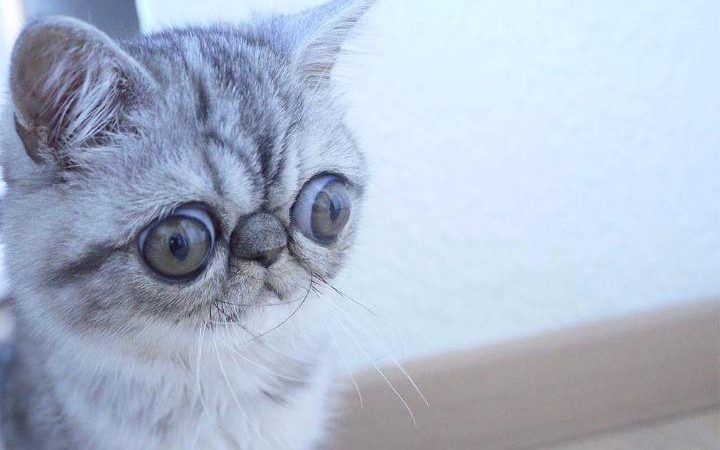 kot z największymi oczami Herman