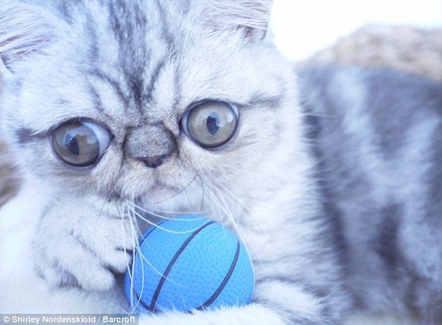 kot egzotyczny krótkowłosy