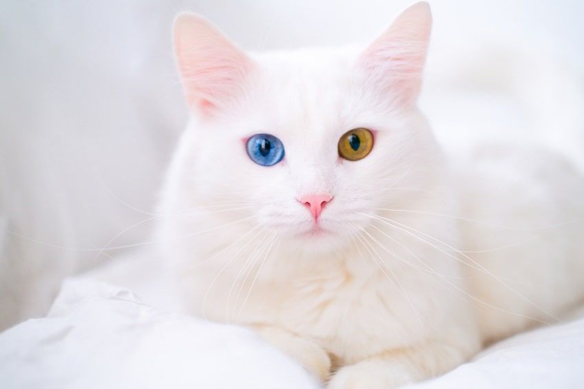 heterochromia-min.jpg