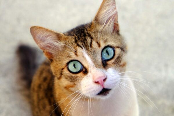 czym przemywać kocie oczy