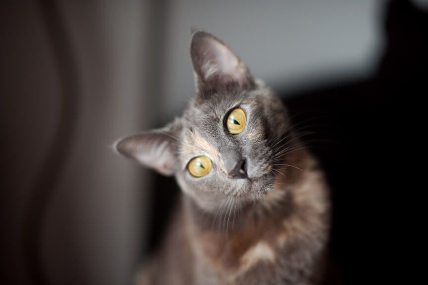 hipoplazja móżdżku u kota