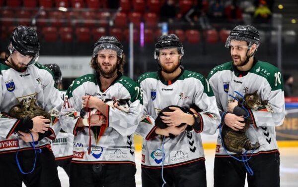 hokeiści GKS-u Tychy koty