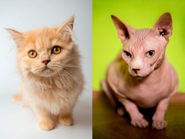 kot długowłosy i sfinks