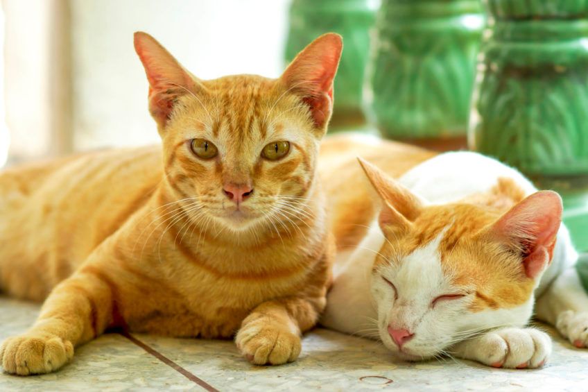 Dwa koty, jeden śpi a drugi się obudził