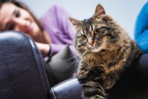 Piękny kot na sobie