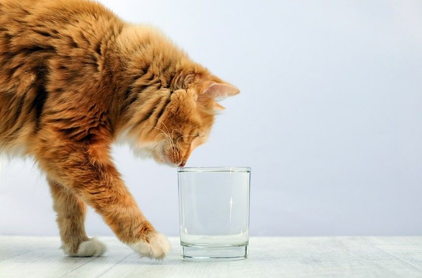 ile powinien pić kot-min.jpg