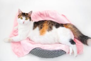 ile trwa ciąża kota