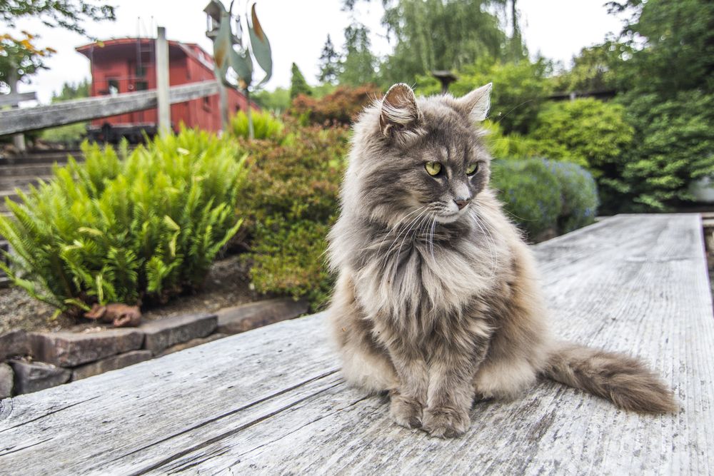 ile żyją koty wychodzące