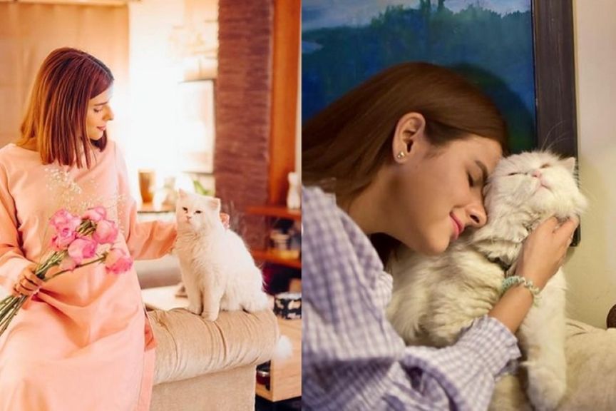 influencerka odnalazła kota