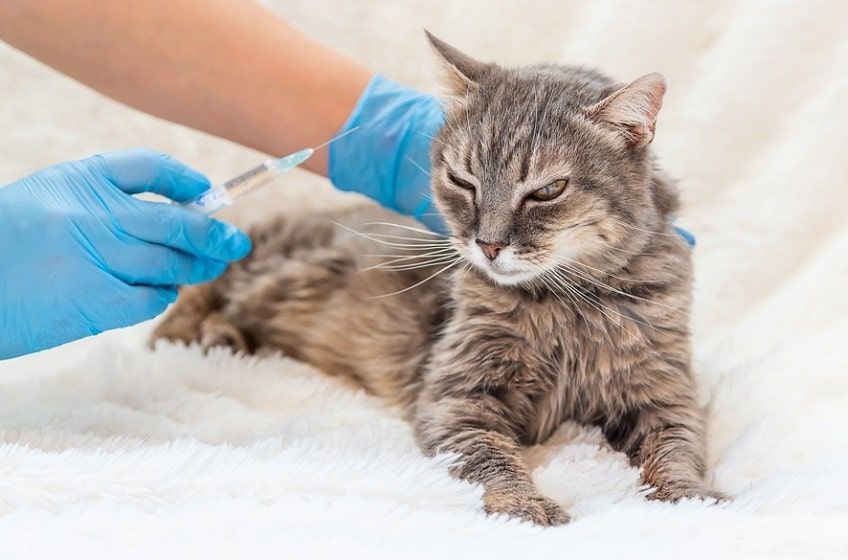 insulina dla kota-min.jpg