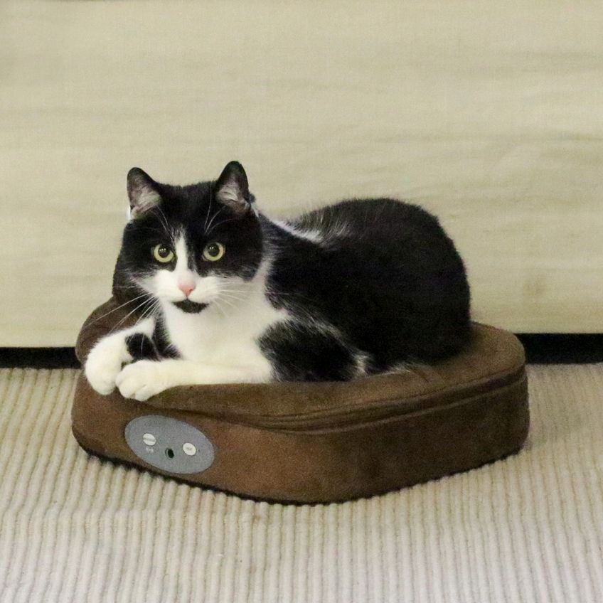 czy czarny kot przynosi pecha