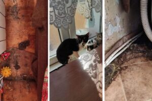 20 kotów i 2 psy na 32 metrach kwadratowych