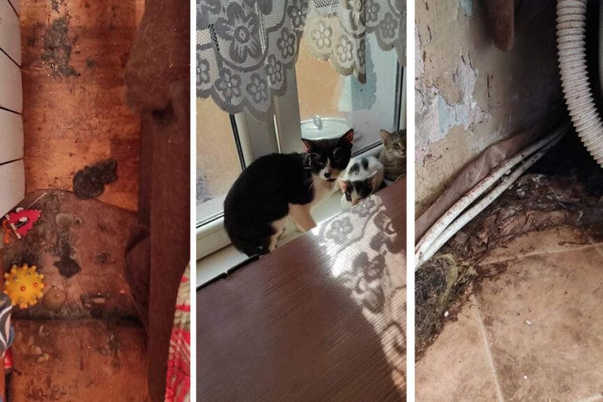 20 kotów i 2 psy na 32 metrach kwadratowych