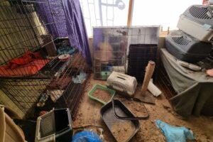 interwencja w fundacji Toruńska Kocia Straż