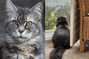 pomysly na zdjecia kota