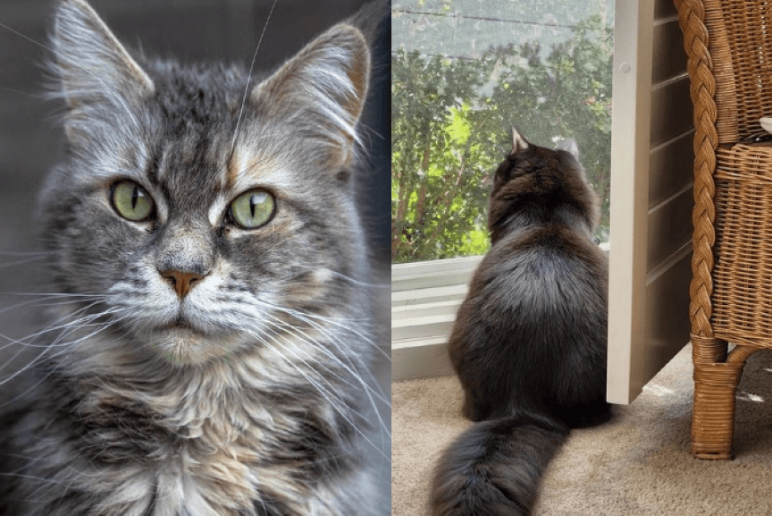 pomysly na zdjecia kota