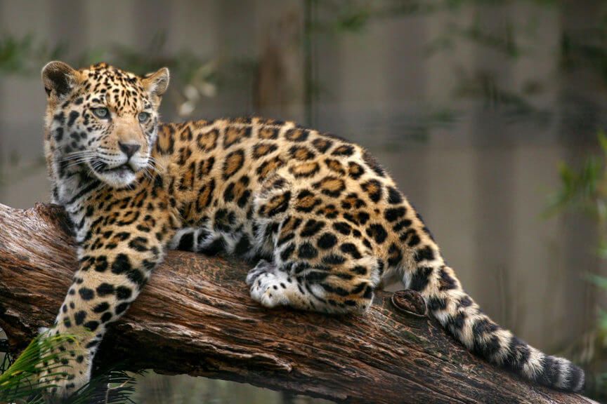 jakie perfumy działają na koty