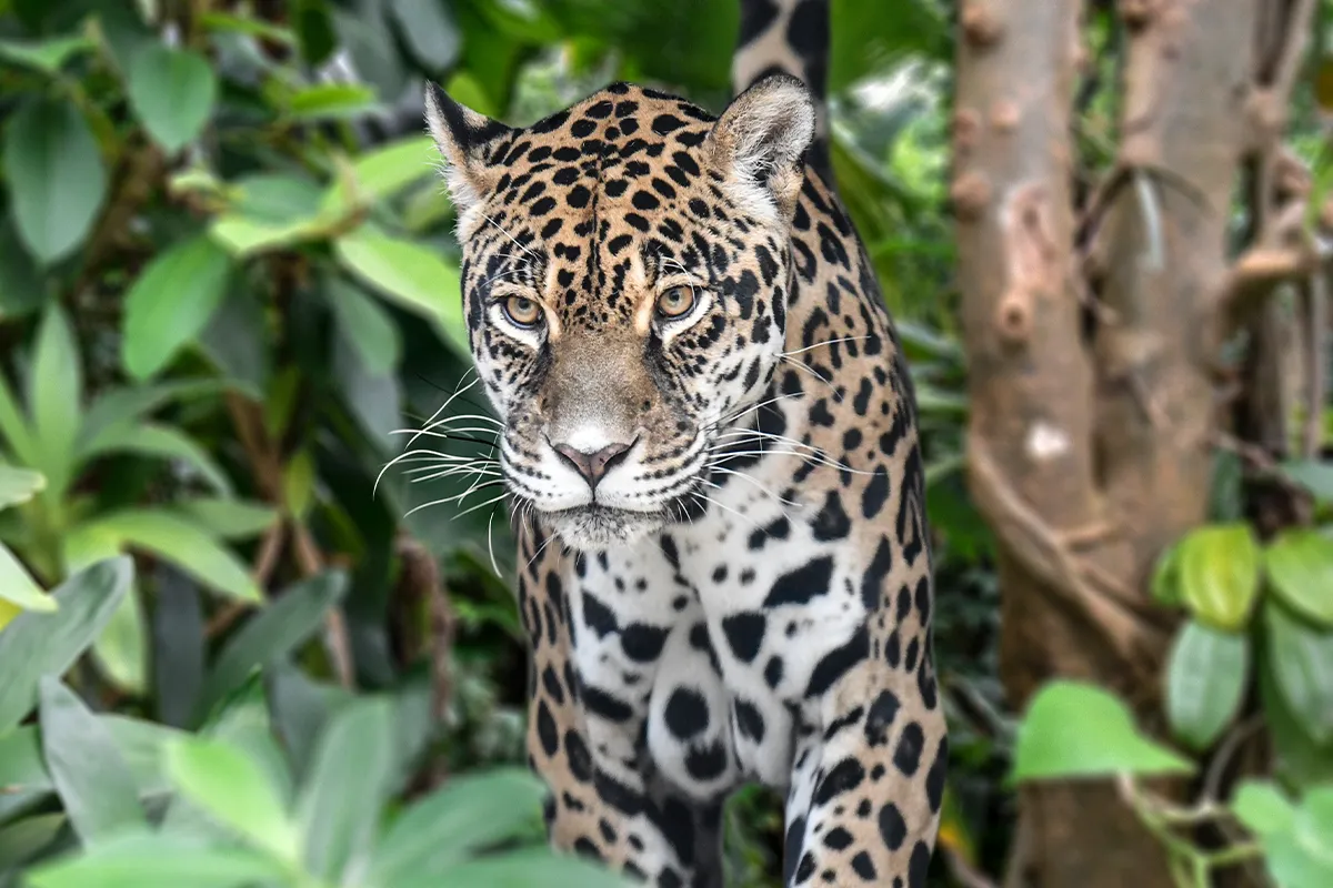 jaguar - król amazonii