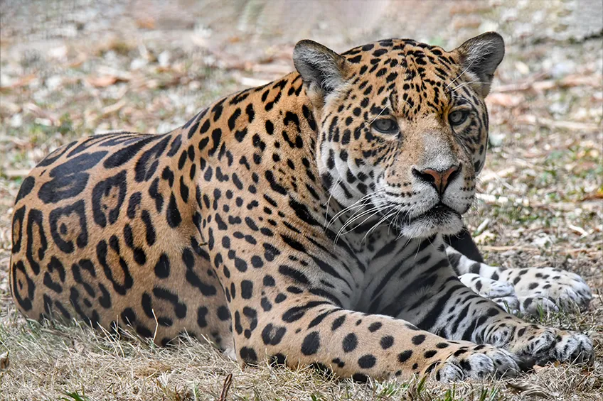 jaguar - król amazonii, jaguar 2