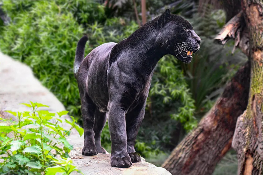 jaguar - król amazonii, jaguar