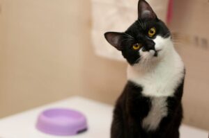 jak kupować taniej karmę dla kota