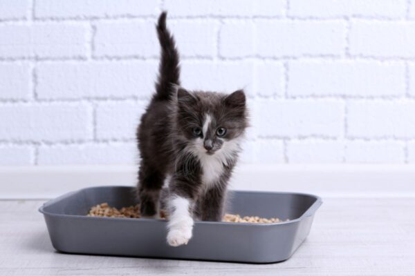 jak nauczyć kota korzystania z kuwety
