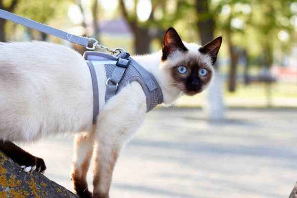 jak nauczyć kota szelek